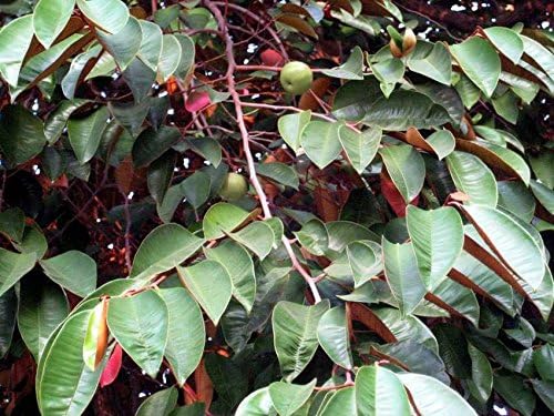 Chrysophyllum Cainito - Purple Star Apple - Rare Tropical Plant Tree Seeds (5)