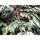 Chrysophyllum Cainito - Purple Star Apple - Rare Tropical Plant Tree Seeds (5)