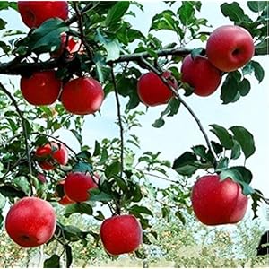 Seeds nano agramsero bonsai 50 seeds reap the delicious fruits in your easy courtyard biercetics bonsai fruitfree…