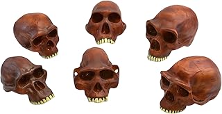 EISCO Prehistoric Skull Replicas, Set of 6 - Approx. 10" Size Each - Afarenis, Africanus, Habilis, Erectus, Neanderthalensis and Steinheim Cranium Models