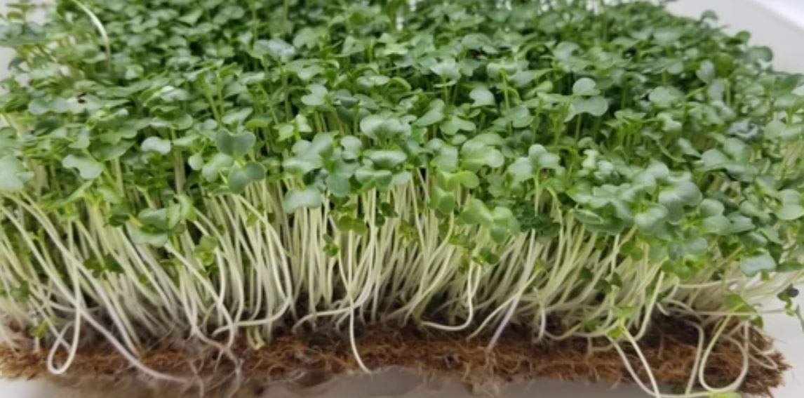 BOSI Leaf | Broccoli Seeds for Sprouting |50grams (approx 48K+ seeds) | Non GMO and Untreated Seeds (B08HL5Q5QT) Amazon Price History, Amazon Price Tracker