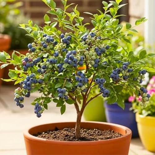 3 Most Sweet of Southern Highbush Blueberry Bushes Seedlings