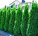Produktbild 10 x Thuja occidentalis Smaragd' (Lebensbaum) Top für Hecke/winterhart