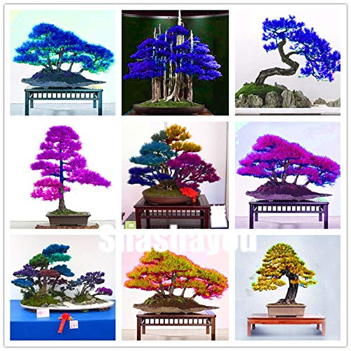 50 PCs Blue Blue Cedro Cedrus Deodara Pot Conth of Indoor Plant Japanese Bonsai Cedar for Garden Plants Domestic System 5: Only Seeds Not A Live Plants - Afbeelding 3