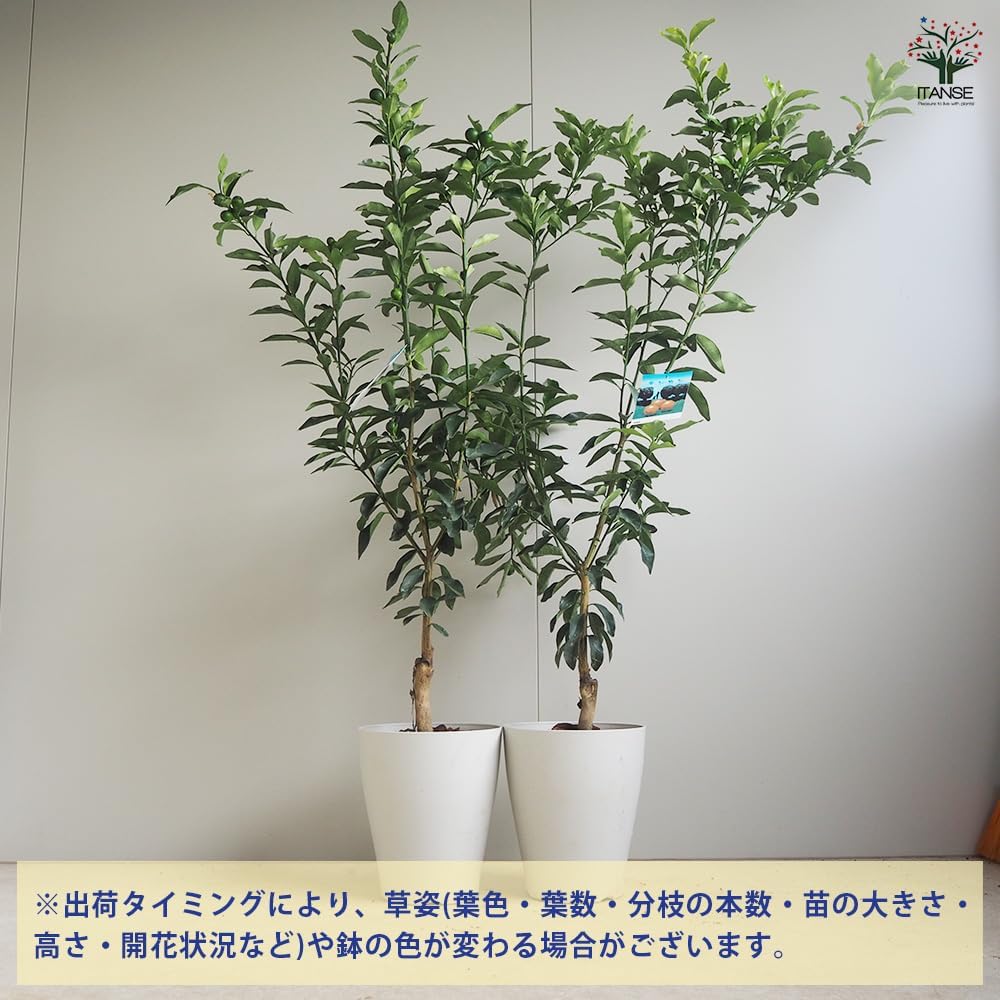 無農薬 希少 高級蜜柑キヨミ 清水 苗木 特大株 【公式通販】