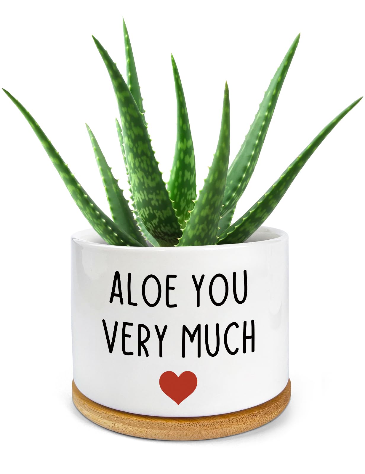Amazon.com: PWHINGN Thank You Very Much Engraved White Ceramic Succulent  Planter Pot, Funny Indoor Plant Pot for Home Office Windowsill, Aloe Cactus  Flower Pot 3.8 Inch, Plant Pot Gift (Plant Not Included) :
