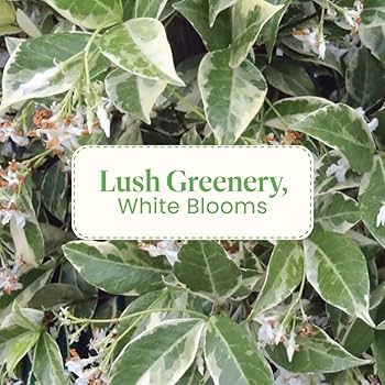 Amazon.com : American Plant Exchange Variegated Confederate