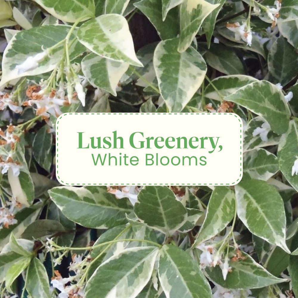 Amazon.com : American Plant Exchange Variegated Confederate