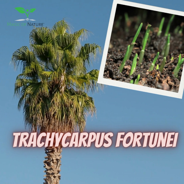 10 Semi Selezionati Di Trachycarpus Fortunei – Palma Cinese Per Bonsai O Giardino