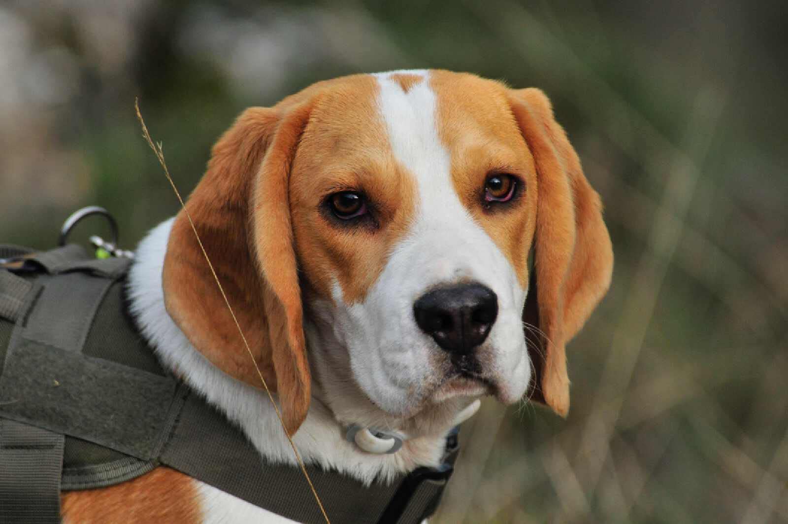 Amazon | ダイヤモンドアート キット ビーグル犬 5D ダイアモンド