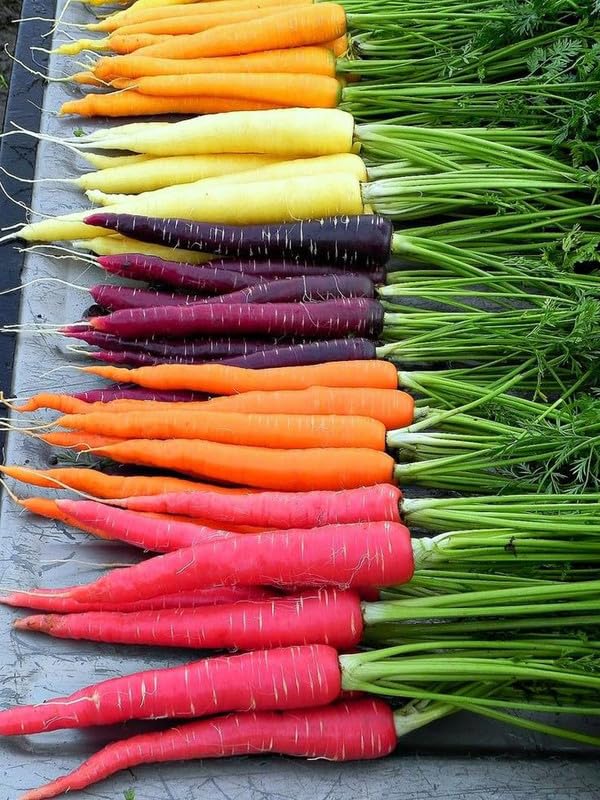 Gebdinsh Garden® Imported Carrot Mix Vegetables Seeds For Gardening (Pack 30 to 40 Seeds)-image-4
