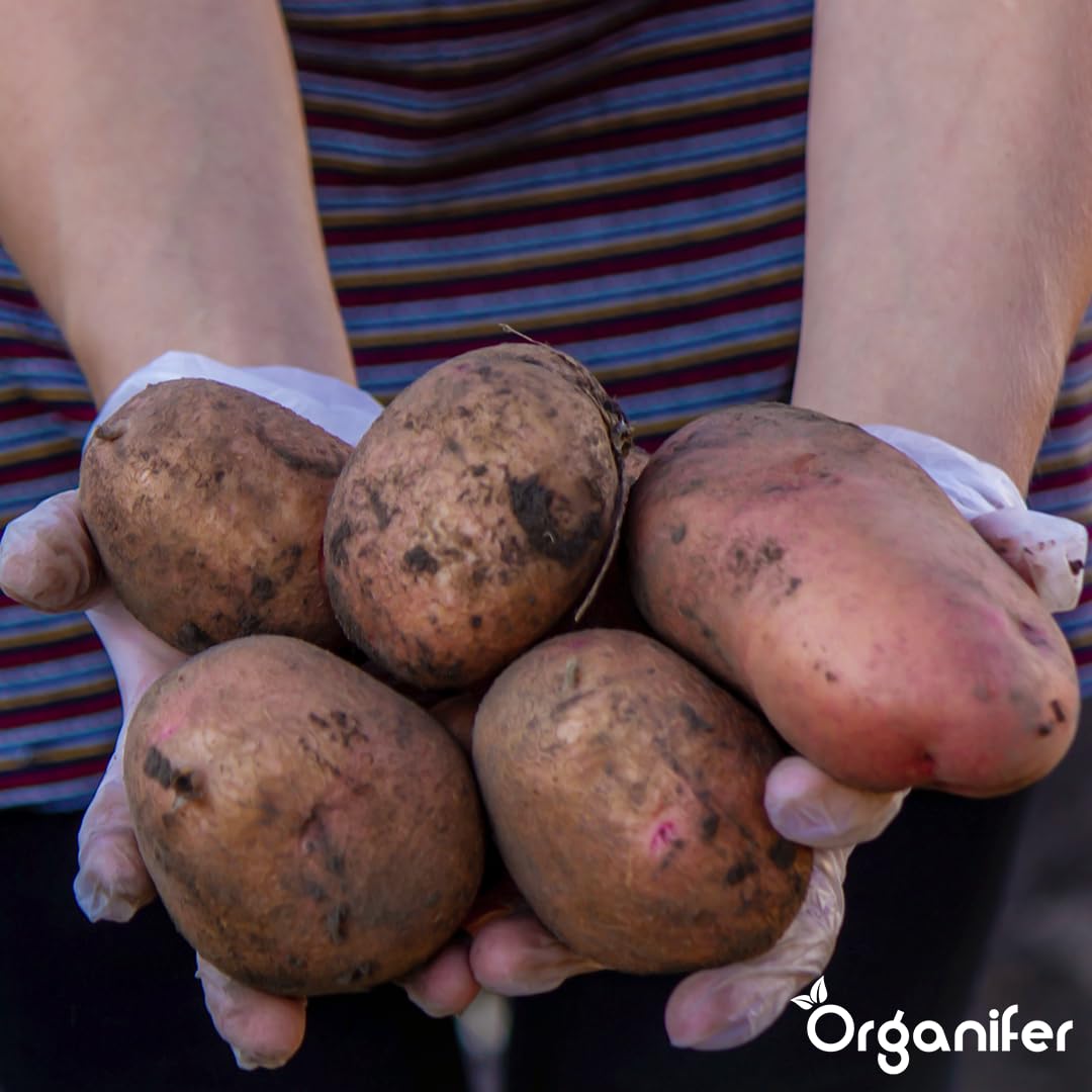 Patate Da Seme Biologiche Alouette A 28/35-500 Kg - Materiale Di Semina - Certificazione Skal Et Nak - Raccolta Dopo 90 Giorni - Resistenza Alle Malattie Contro Phytophthora - Organifer