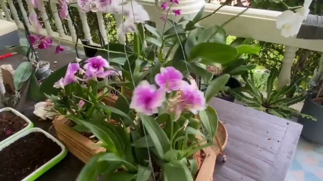 DESQUIGGLE 3 Wooden Octagon Shaped Orchid Baskets with Hangers