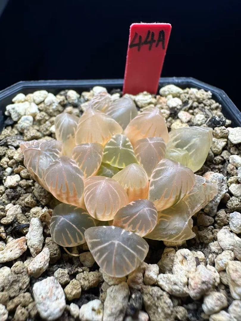 44a 多肉植物 ハオルチア　老川オブツーサ錦糊斑　自家繁殖　鉢植え発送 Amazon.co.jp: 44a 多肉植物 ハオルチア 老川オブツーサ錦糊斑 自家