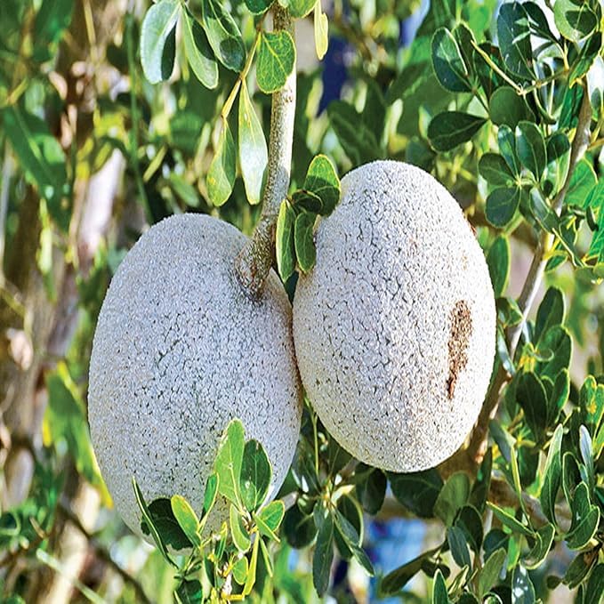 Image of All-Time 12 Months Hybrid GRAFTED Live Fruit Plant Original & Authentic Organic Tree for Outdoor Fast-Growing Fruit Plant Home Gardens Pack Of-1 (Wood-Apple Fruit Plant, Medium)