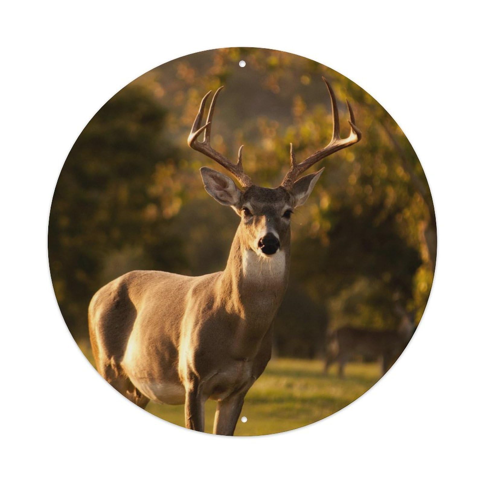 Golden Grasslands White Tailed Deer Poster Metal Tin Sign
