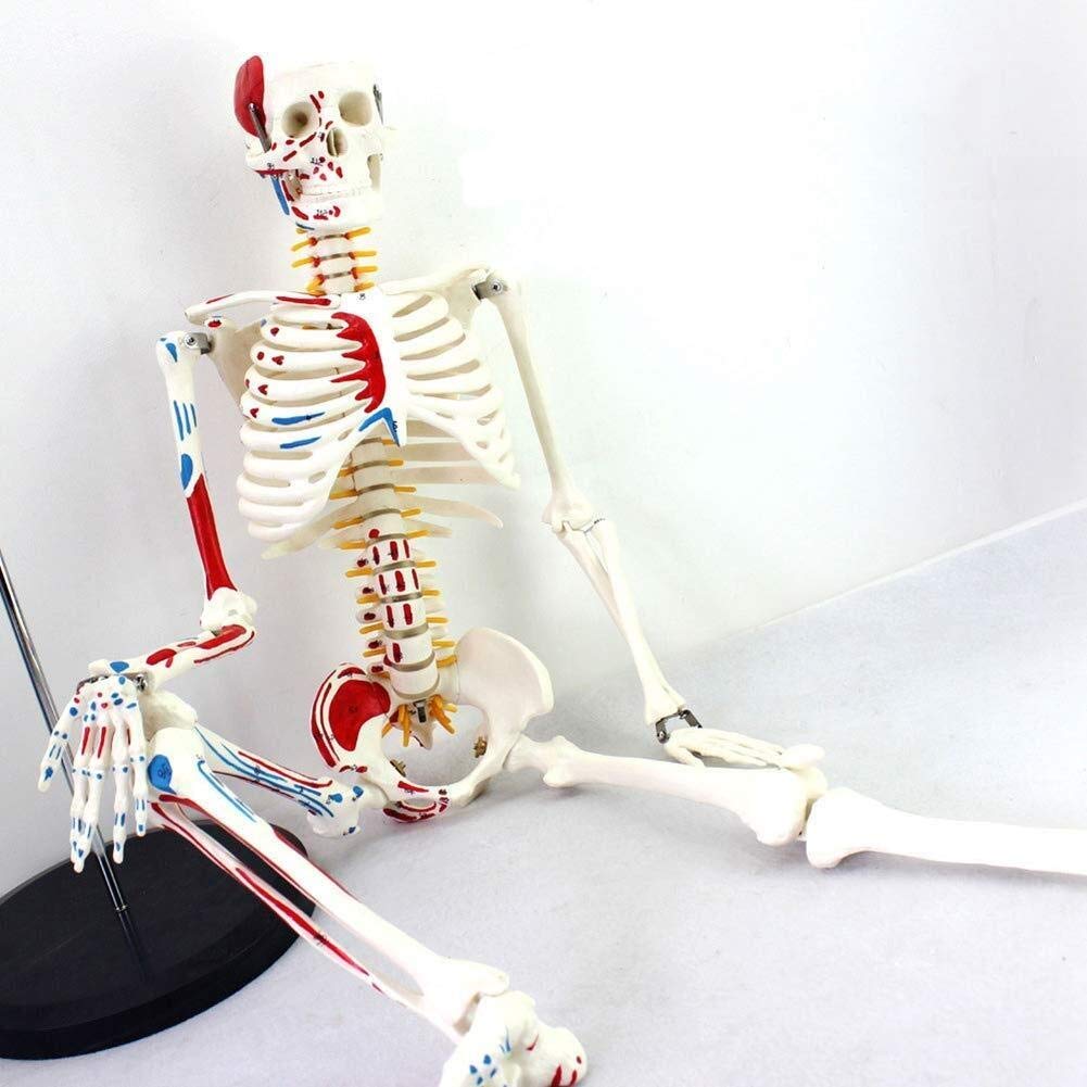 85Cm Human Skeleton Model Veins And Arteries Removable Skull Cap And Articulated Mandible Includes Display Stand Teaching And Learning Aids medical model