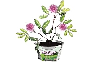 Buzzy Seeds Kids' Mini Basin Seed Grow Kit: Sensitive Plant (Shameplant)
