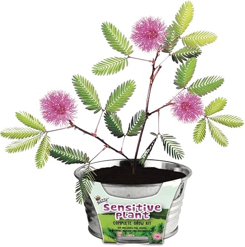 Miniatura 19 de Buzzy Kit de árbol de Navidad de abeto de semillas para cultivar, completo con una mini maceta galvanizada, semillas sin OMG y medio de cultivo