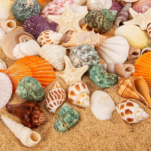 SKOOLOVE Natürliches Muschel-Set, Verschiedene Größen, 2–6,5 cm, Muscheln, Schneckenhäuser und Seesterne – für Strandpartys, Bastelarbeiten, Aquarien, Vasenfüllungen und Hochzeitsdekorationen
