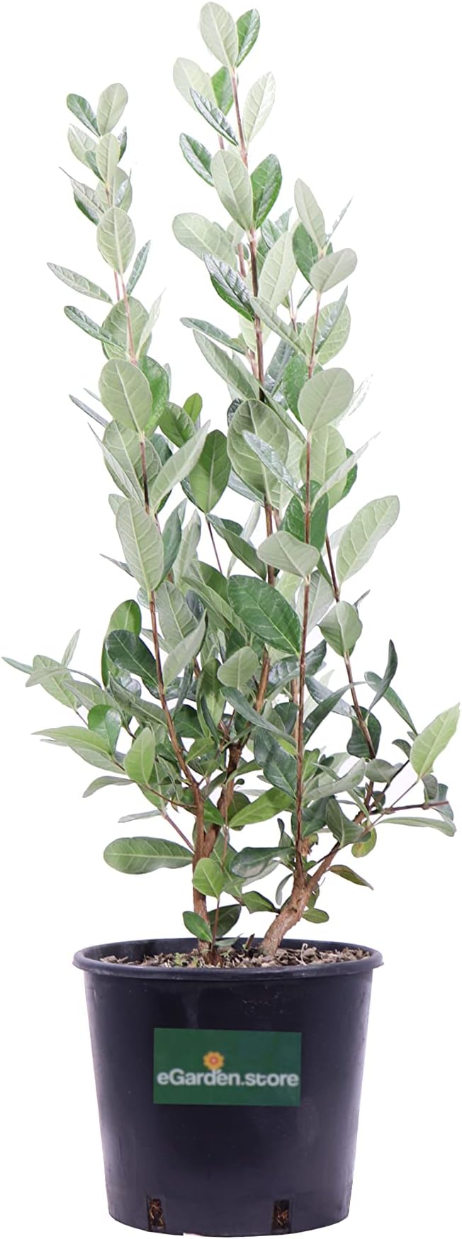 Pianta Di Fico Petrelli In Vaso - Età 2 Anni, Altezza 140 Cm, Vaso 20 Cm, Albero Da Frutto Vera Pianta