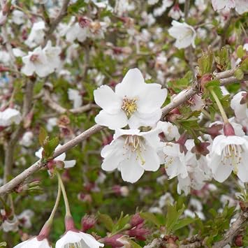 Thompson & Morgan Potted Hardy Ornamental Cherry Tree Shrubs, Ideal for Small Gardens & Borders, Spring Flowering Blossom, Autumn Foliage Colour, 1 x Prunus (Cherry) Kojo-no-mai Plants in a 9cm Pot