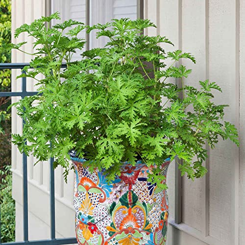 1000+ Citronella Plant Seeds for Planting Outdoors - Fresh Garden Home Plant Seeds
