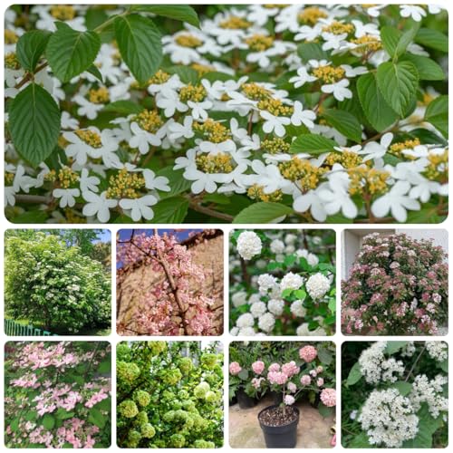 semi resistenti di palla di neve per giardino, siepi e arbusti palla di neve invernale da giardino, arbusti resistenti alla ornamentali, 75pcs