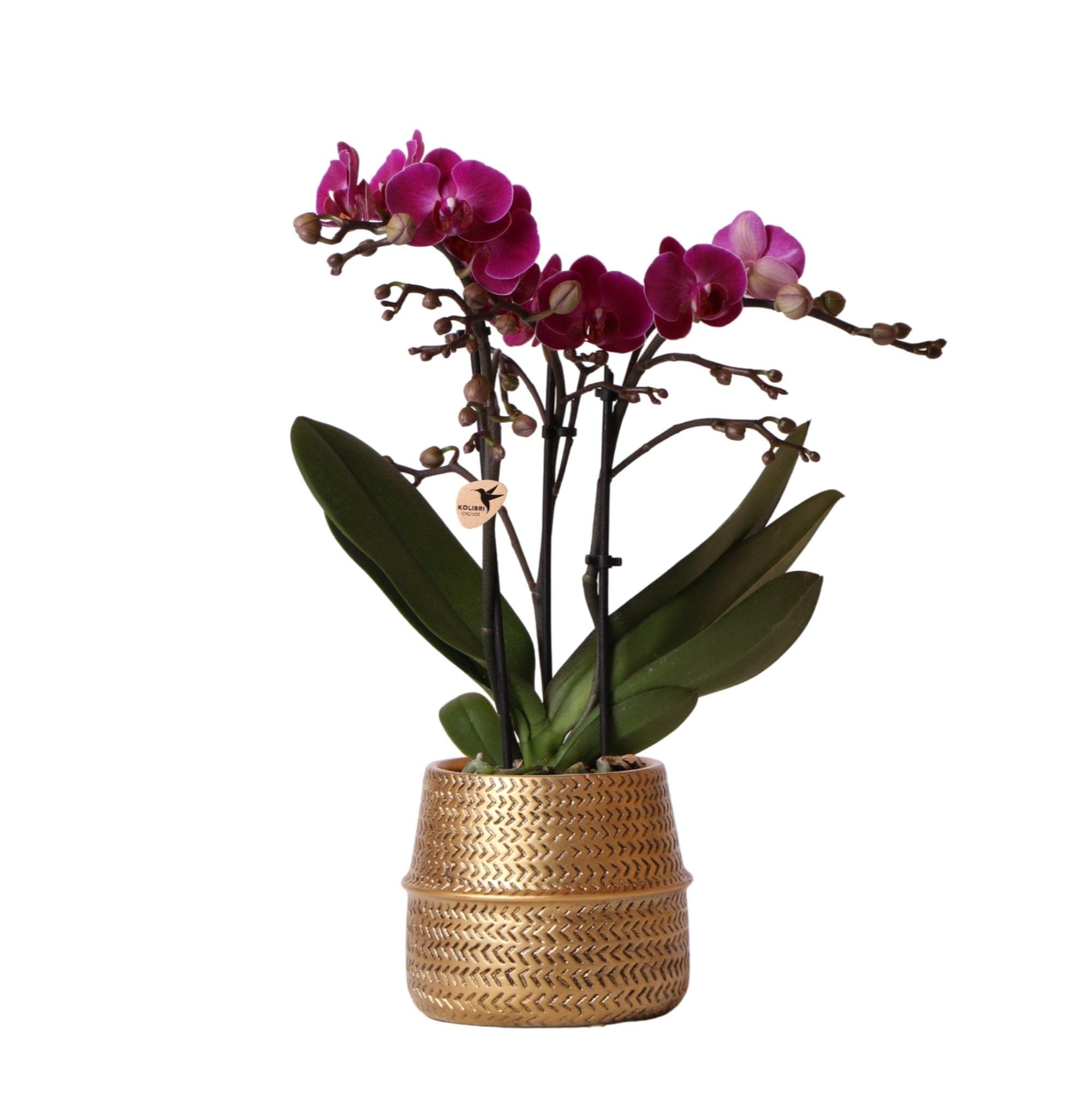 Kolibri Orchids Phalaenopsis Orchid Morelia + Groove Decorative Pot gold Ø9cm