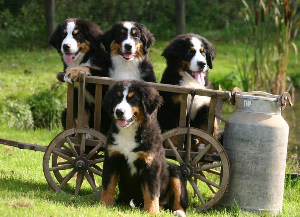 Noah Jigsaw Puzzle Bernese Mountain Dog 1000 Pieces