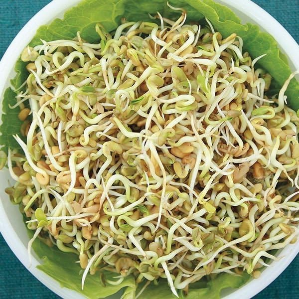 Fenugreek Sprouting Large Sprouts 200 Vegetable Seeds