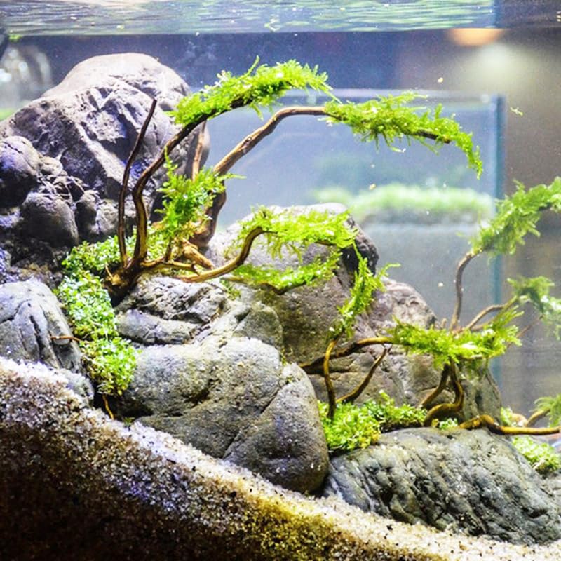 Lot décor aquarium bois flotté racine d'azalée taille 15 à 20 cm formes aléatoires, support pour mousses aquatiques, élément naturel d'aquascaping pour aménager votre bac à poissons domestique (4)