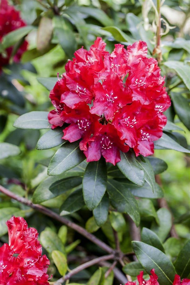 Rhododendron Callimorphum 2530 Cm - Winterharter Immergrner Zierstrauch  Fr Garten & Kbel