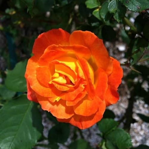 Miniatura 4 de Planta viva de rosa trepadora naranja amarilla roja, iniciador de 6 meses de edad, rosas trepadoras moradas fragantes para plantar al aire libre