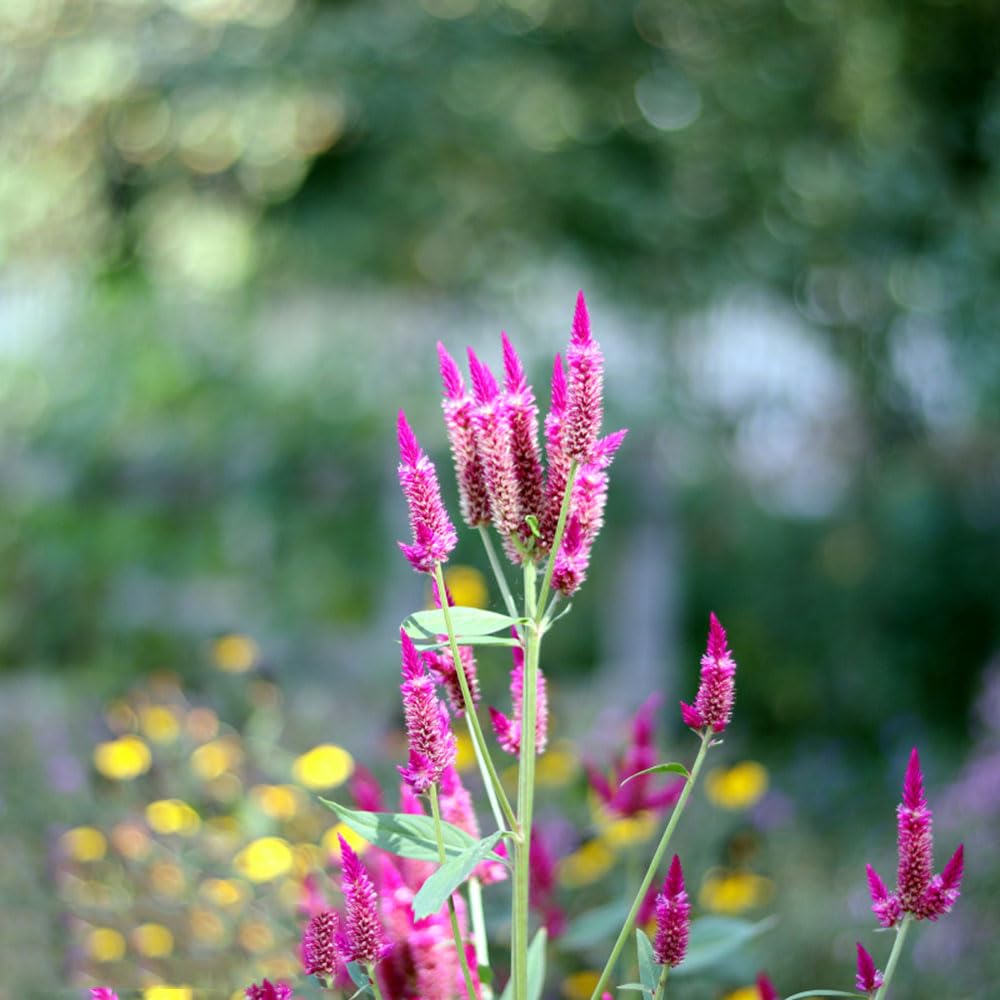 pelargonium zimmerpflanze Muscate cu frunze parfumate