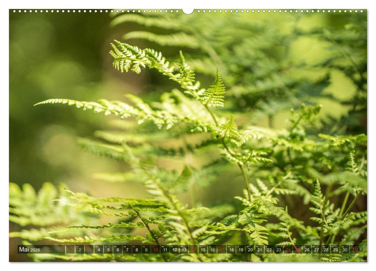 Feng Shui Farben - Element: Holz (hochwertiger Premium Wandkalender 2026 DIN A2 quer), Kunstdruck in Hochglanz: Die Farbe Grün, die dem Element Holz ... Jahr über in Ihre Räume. (CALVENDO Natur)