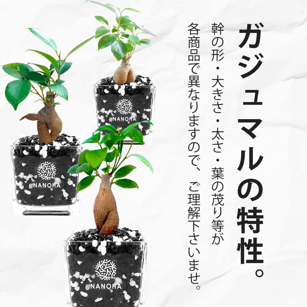 n*o様 元祖⬛︎ 白玉 ガジュマル ⬛︎挿し木用 Amazon｜ガジュマル 黒砂利 白玉ブレンド 土をつかっておらず