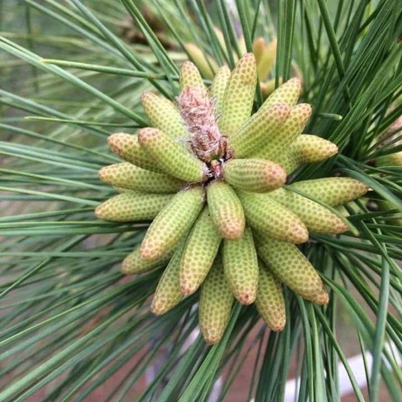 Pinus palustris (pino de hoja larga) Semillas de árbol, árbol de hoja perenne de larga vida, semillas de MySeeds.Co, elige la cantidad (1 oz)