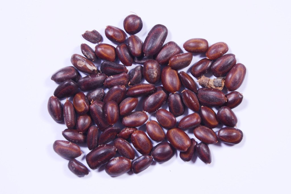 RK Seeds -Rain tree seeds - Avenue tree seeds (Samanea saman seeds) Rain tree seeds - Avenue tree seeds -Samanea saman seeds-albizia seeds,Albizia Saman -Pack of 100 g (B07BV59JHH) Amazon Price History, Amazon Price Tracker