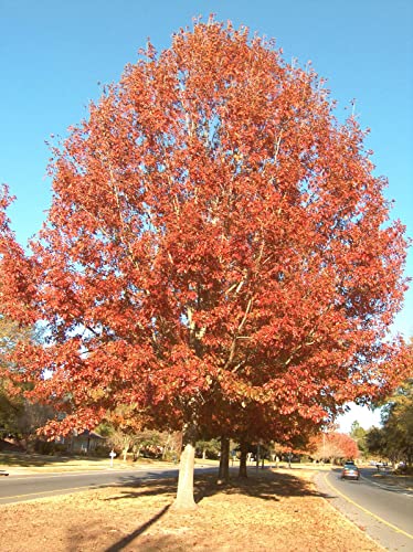 Cherrybark Oak 'Quercus Pagoda' Tree Live Plant 12 To 18 Inches #TOP27