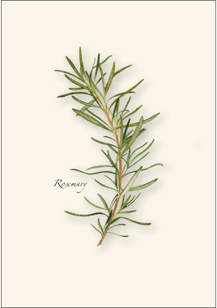 Earth Sky + Water - Herb Assortment Notecard Set - 8 Blank Cards with Envelopes (2 each of 4 styles)