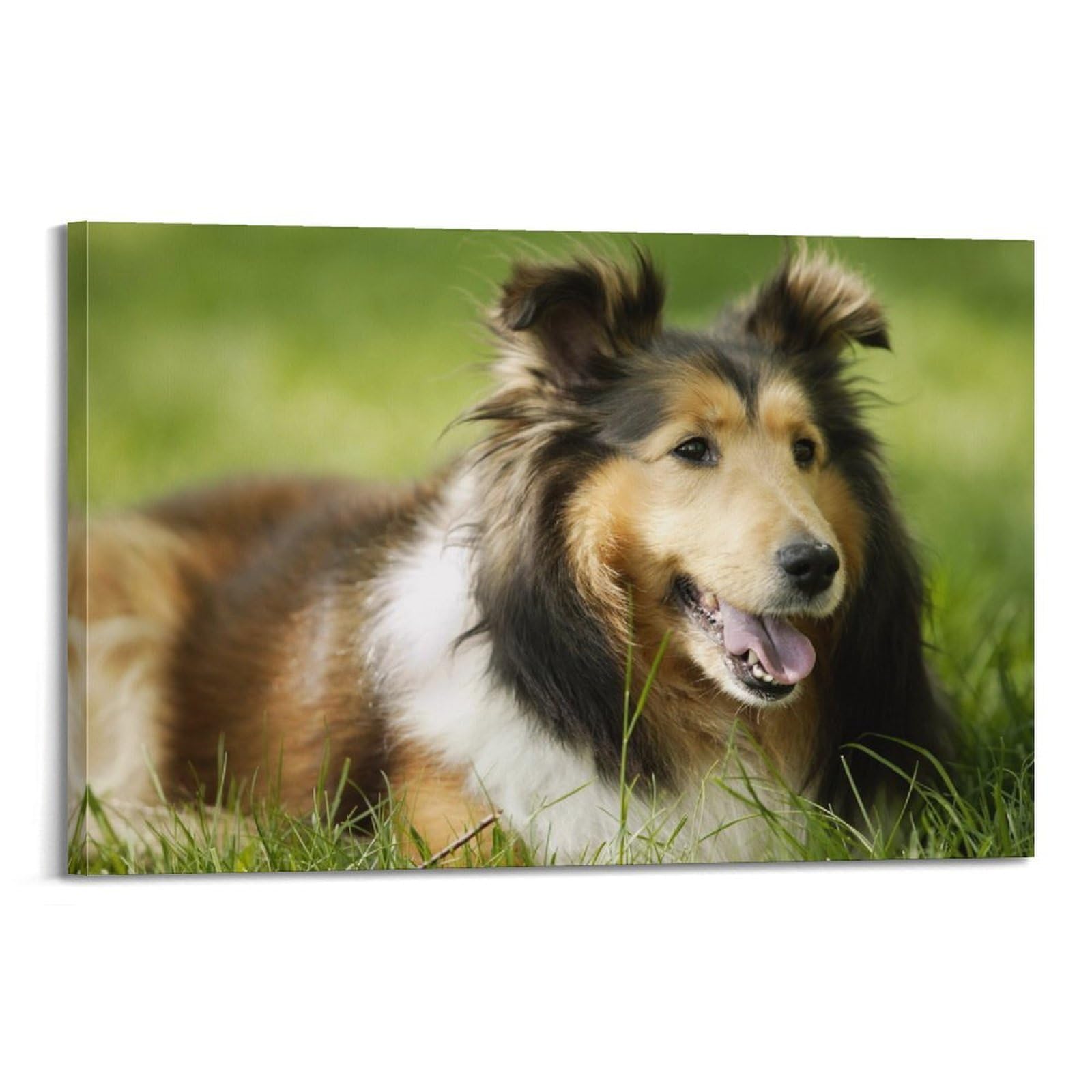 JTLFXY Animal Poster Rough Collie Poster Decorative Painting Canvas Wall Posters And Art Picture Print Modern Family Bedroom Decor Posters 20x30inch(50x75cm)