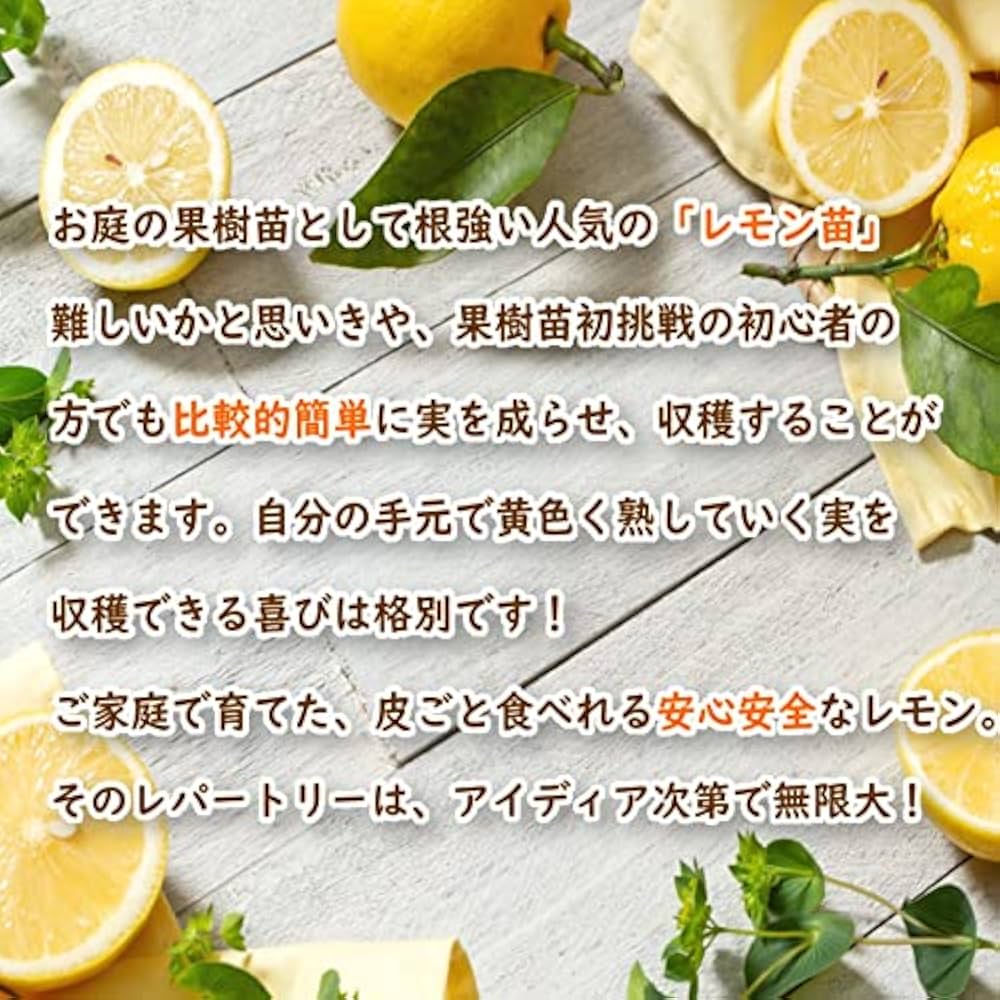 【レモンの木です】 楽天市場】2025.9月実付き【人気商品】大苗（特大サイズ）レモン