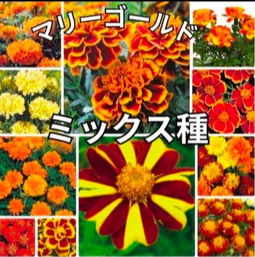 Amazon.co.jp: 《ミックス種》マリーゴールド 種 夏から秋 長く咲く