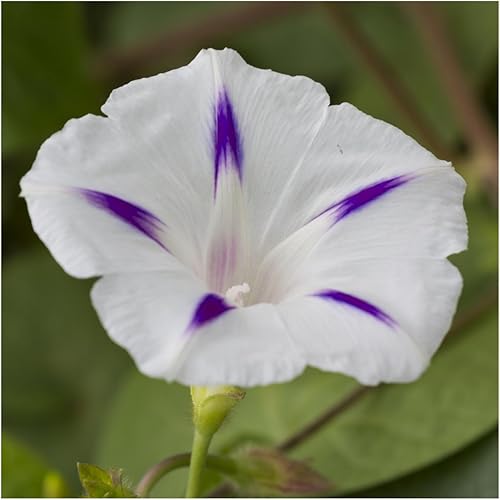 Miniatura 2 de Seed Needs, Milky Way Morning Glory Seeds - 100 semillas tradicionales para plantar Ipomoea Tricolor - Escalador anual polinizado abierto para una