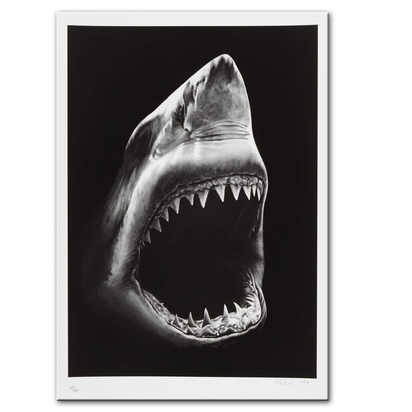 Poster Su Tela Squalo Conoscenza HUASYERRHW - Stampa Artistica 50 X 75 Cm, Per Soggiorno O Camera, Senza Cornice