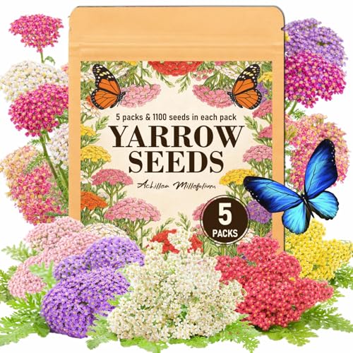 5500+ Yarrow Seeds for Planting - 5 Color Mix Achillea Millefolium Flower Seeds 1100+ Per Color Individually Packed Perennial Wildflower for Garden Beds Borders and Pollinator Garden