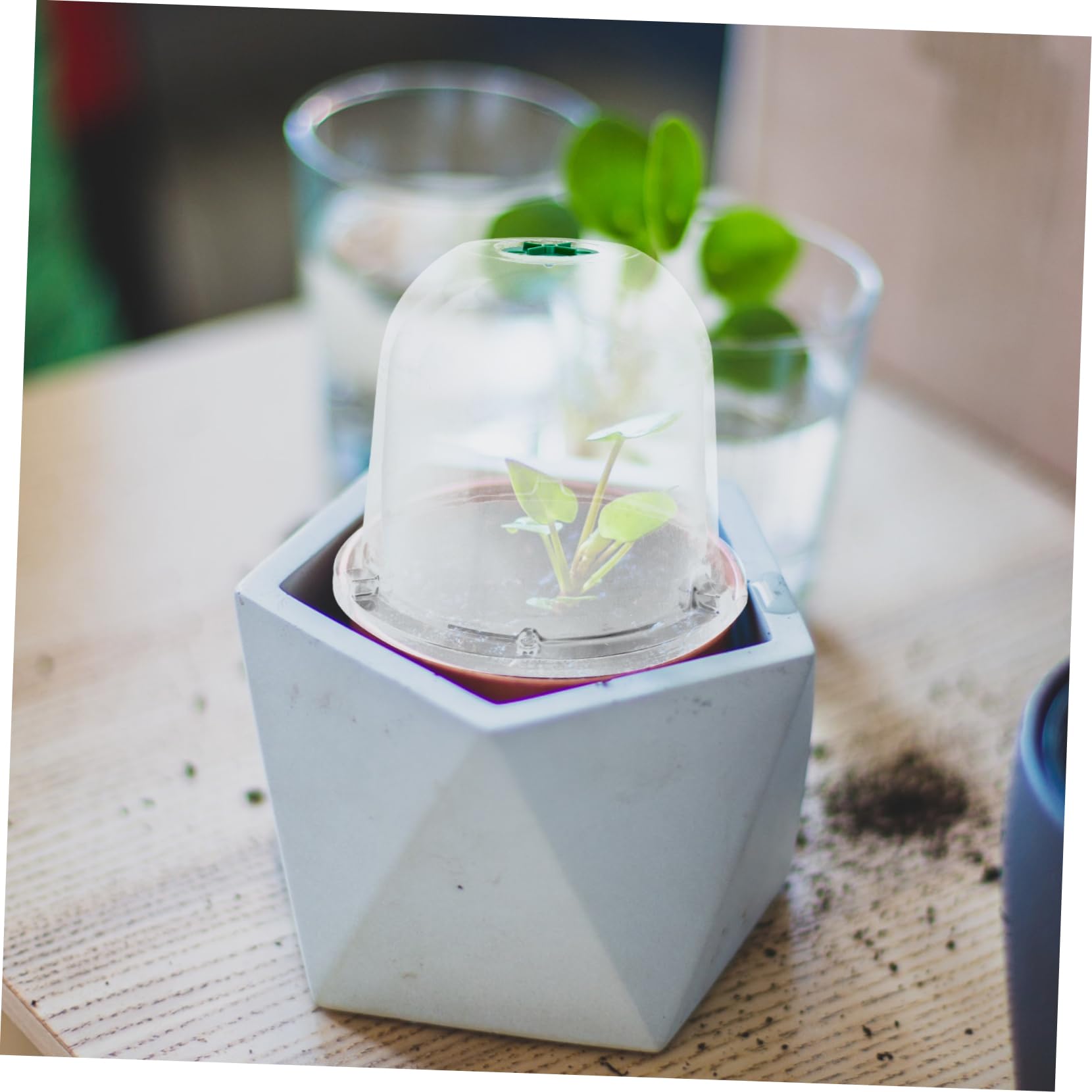 Hemobllo 5 Pièces Cloches de Jardin Réutilisables pour Protection Plantes de Couvertures pour Fleurs Plantes Pot Transparent pour Saine