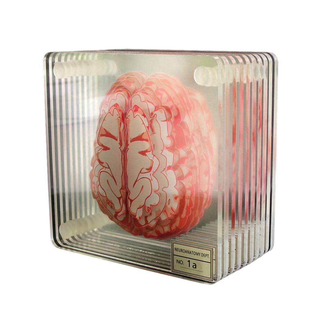 Dessous de verre cerveau pour salon et bar : tapis de tasse lavable