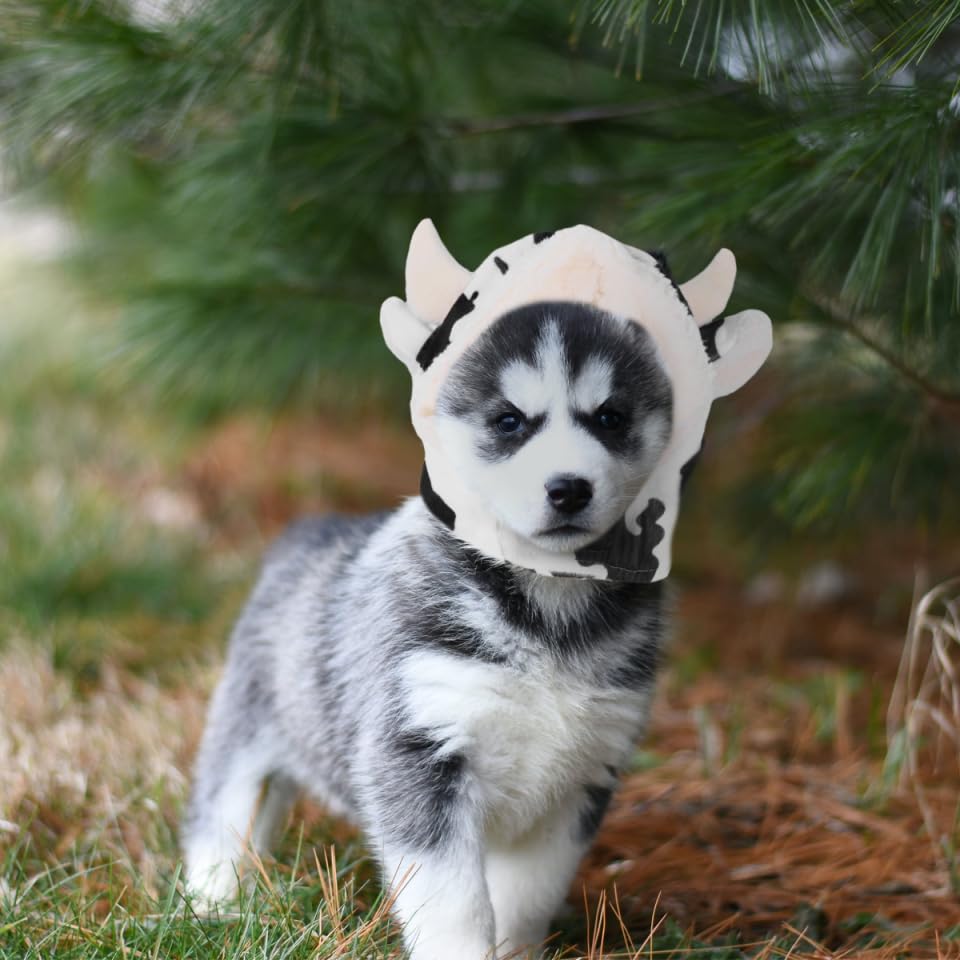 Balacoo Sombrero de Vaca para Perros Medianos miniatura 6